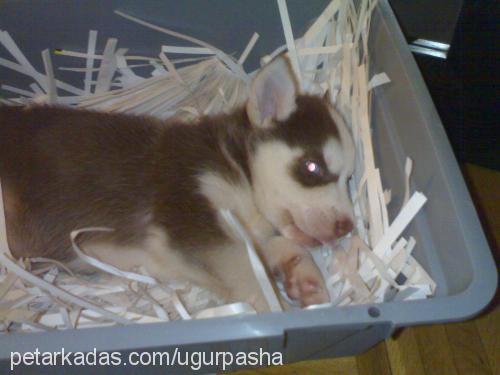 pasha Erkek Sibirya Kurdu (Husky)