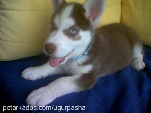 pasha Erkek Sibirya Kurdu (Husky)