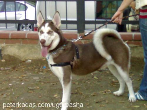 pasha Erkek Sibirya Kurdu (Husky)