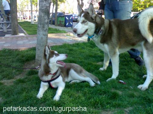 pasha Erkek Sibirya Kurdu (Husky)