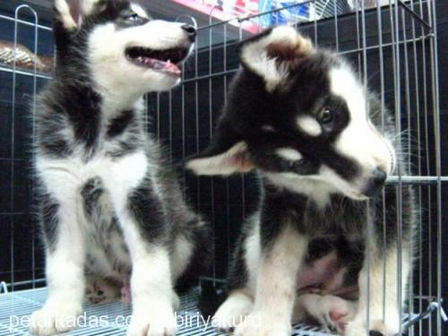 max Erkek Alaskan Malamute