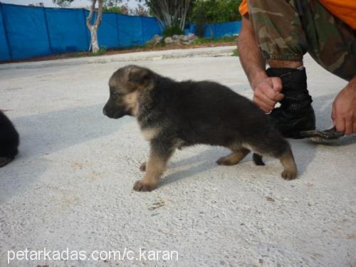 hera Dişi Alman Çoban Köpeği