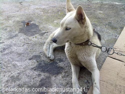 kızım Dişi Sibirya Kurdu (Husky)