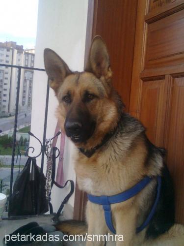 hera Dişi Alman Çoban Köpeği