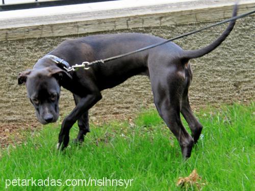 ayej Dişi Amerikan Staffordshire Terrier