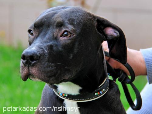 ayej Dişi Amerikan Staffordshire Terrier