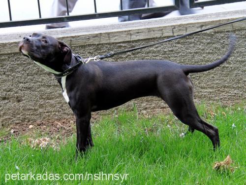 ayej Dişi Amerikan Staffordshire Terrier