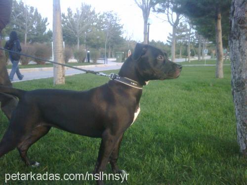 ayej Dişi Amerikan Staffordshire Terrier