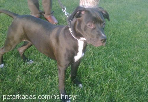 ayej Dişi Amerikan Staffordshire Terrier