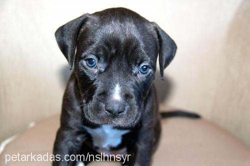 ayej Dişi Amerikan Staffordshire Terrier