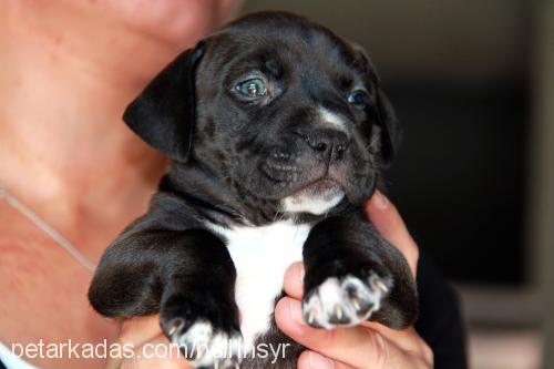 ayej Dişi Amerikan Staffordshire Terrier