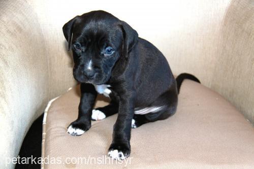 ayej Dişi Amerikan Staffordshire Terrier