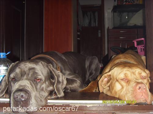 lex Dişi Napoliten Mastiff