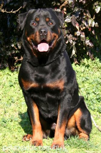 maço Erkek Rottweiler