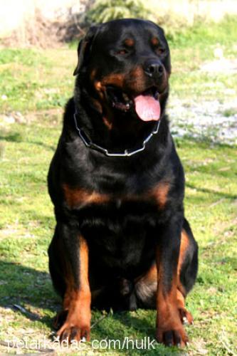 maço Erkek Rottweiler