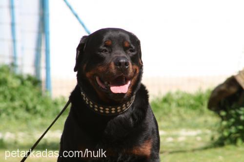 maço Erkek Rottweiler