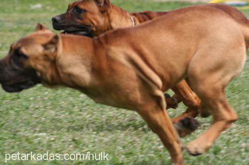 rosa Dişi Mastiff