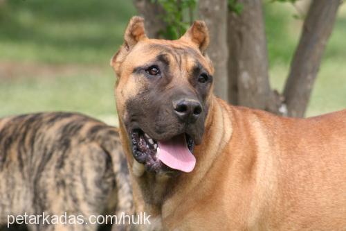 rosa Dişi Mastiff