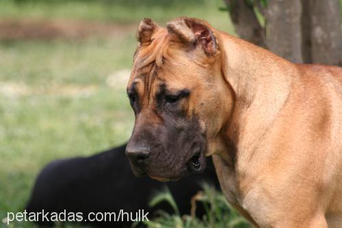 rosa Dişi Mastiff