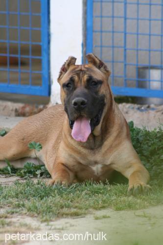 rosa Dişi Mastiff