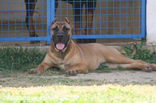 rosa Dişi Mastiff