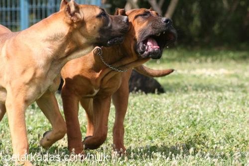 rosa Dişi Mastiff