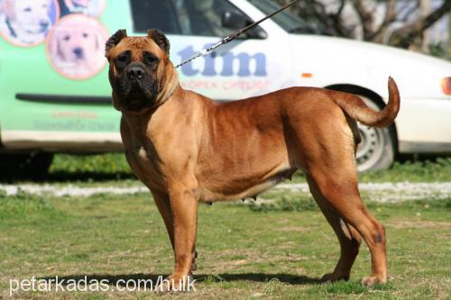 reyna Dişi Mastiff