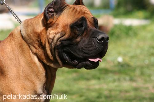 reyna Dişi Mastiff