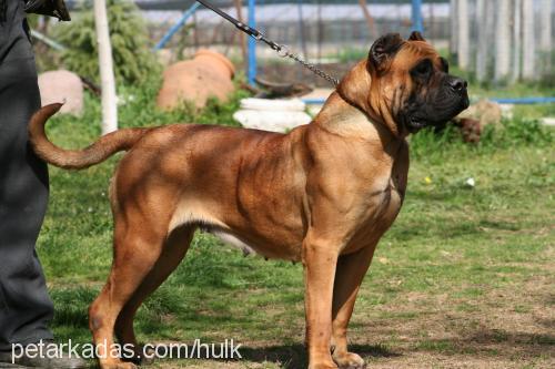 reyna Dişi Mastiff