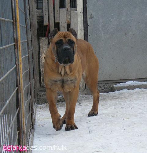 reyna Dişi Mastiff