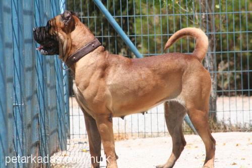 reyna Dişi Mastiff