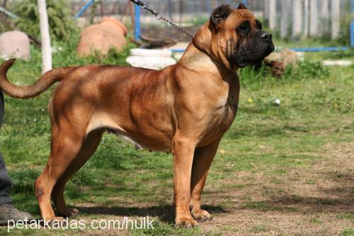 reyna Dişi Mastiff