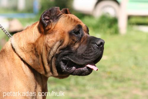 reyna Dişi Mastiff