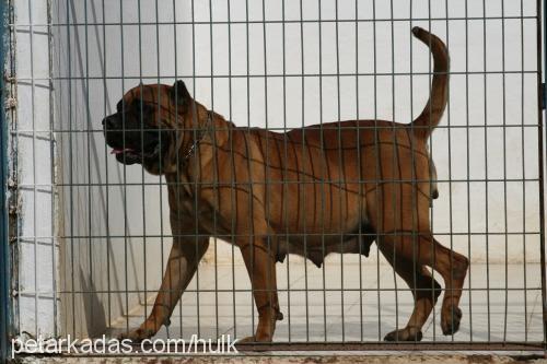 reyna Dişi Mastiff