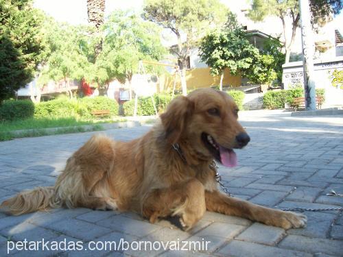 lusi Dişi Golden Retriever