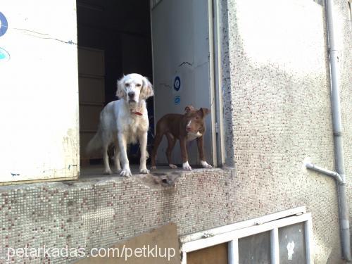 dost Erkek İngiliz Setter