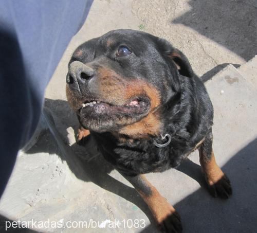 suzi Dişi Rottweiler