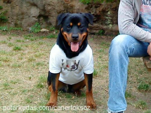 rich Erkek Rottweiler