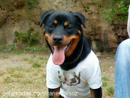 rich Erkek Rottweiler