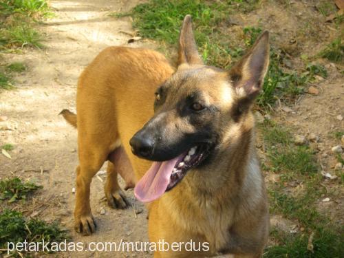 Şİla Dişi Belçika Malinois