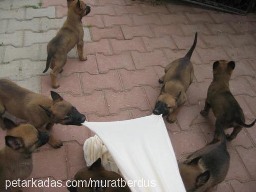 Şİla Dişi Belçika Malinois