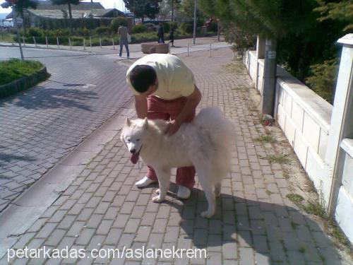 aslanekr Erkek Samoyed