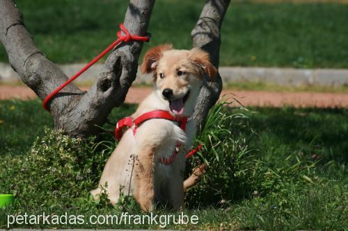 shila Dişi Golden Retriever