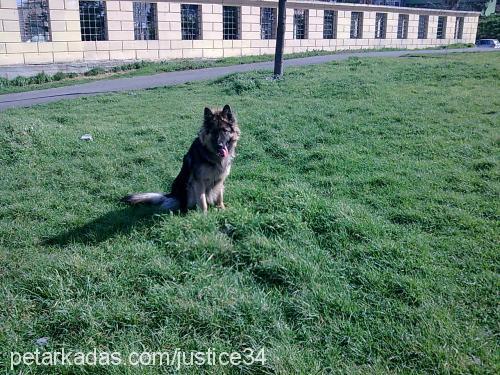 orko Erkek Alman Çoban Köpeği