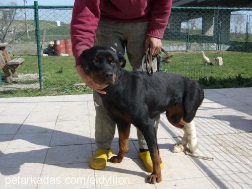 lethe Dişi Rottweiler