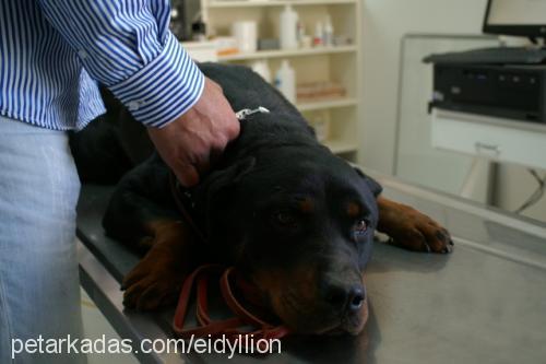 lethe Dişi Rottweiler