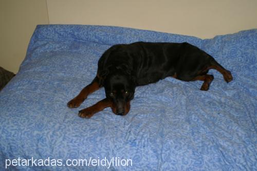 lethe Dişi Rottweiler