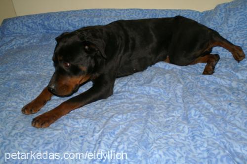 lethe Dişi Rottweiler