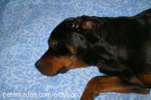 lethe Dişi Rottweiler