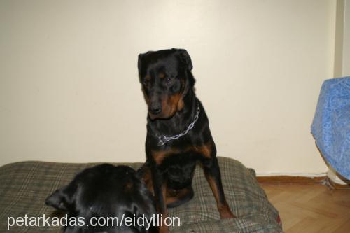 lethe Dişi Rottweiler